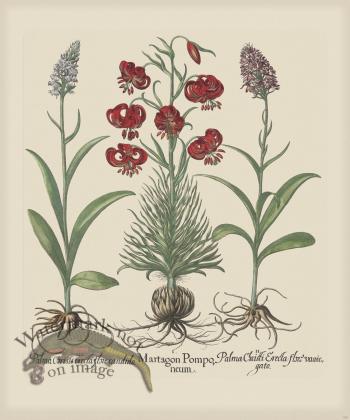 Besler 189 Colored  B2